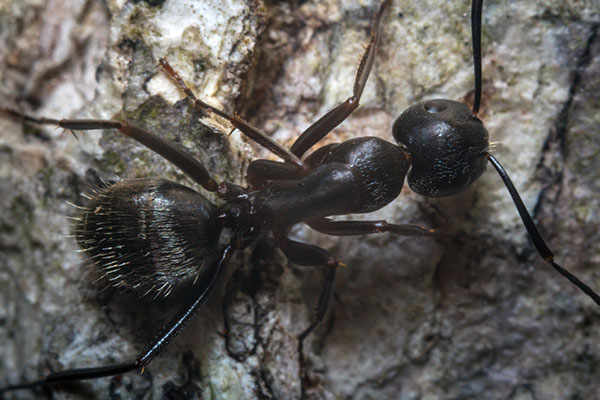 Fourmis charpentière Camponotus Pennsylvanicus