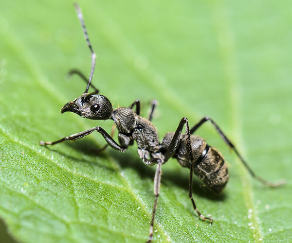 Fourmi charpentiere Camponotus Pennsylvanicus