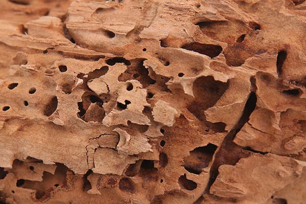 Bois endommagés par des fourmis charpentières