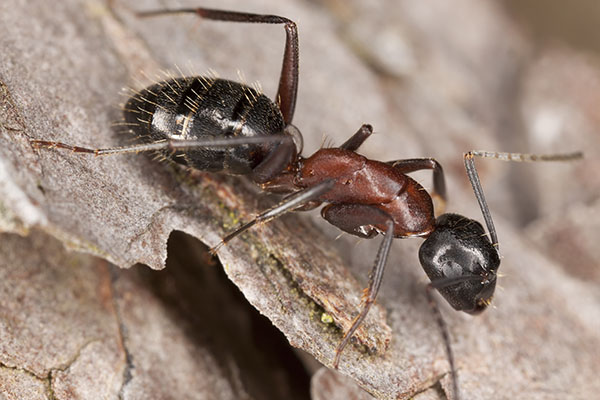 Fourmi bicolore gâte-bois Camponotus Herculeanus