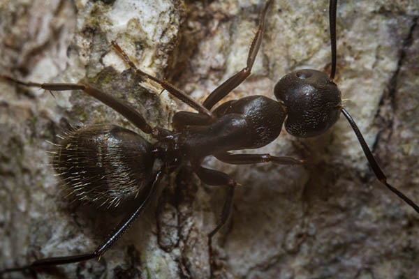 Fourmi noire gâte bois (Camponotus Pennsylvanicus)