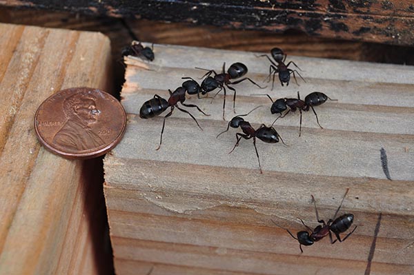 Fourmis noires gâte-bois (Camponotus-pennsylvanicus)