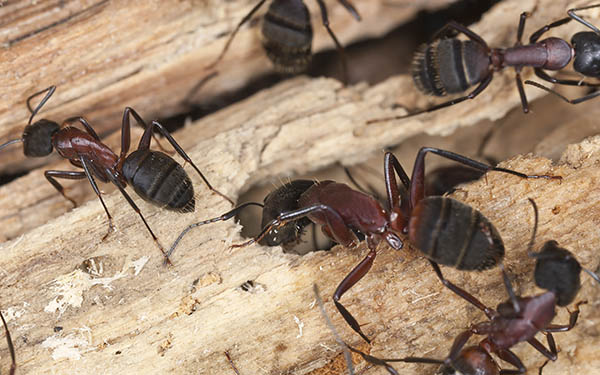 Dommages causés par des fourmis charpentières