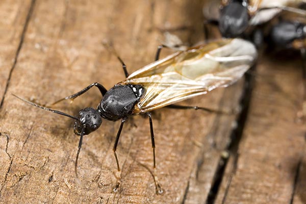 Fourmis ailées