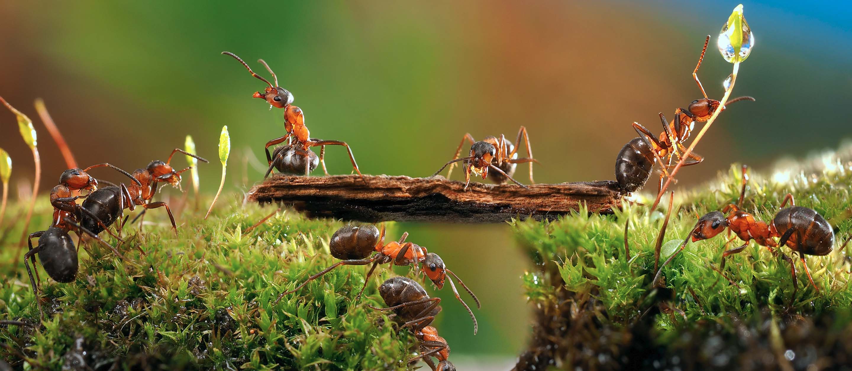 De la démocratie chez les fourmis charpentières