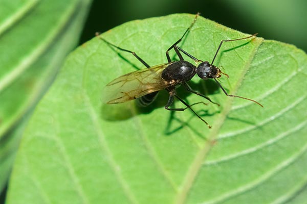 Fourmis volantes