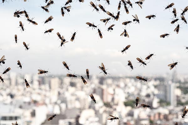 Infestation de fourmis volantes